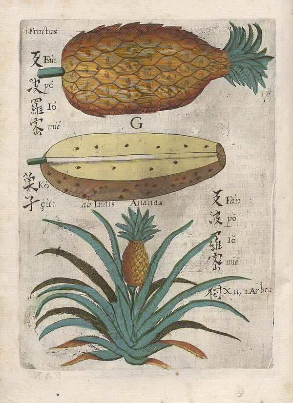 Buchillustration einer Ananas