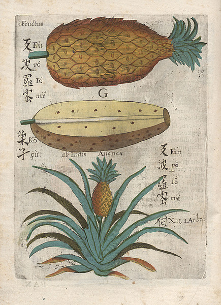 Buchillustration einer Ananas