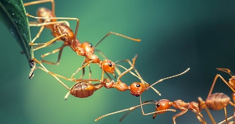 Ameisen, die eine Brücke bilden 