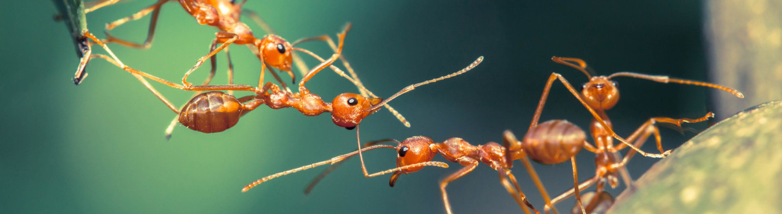 Ameisen, die eine Brücke bilden